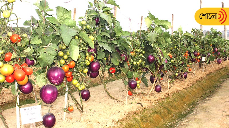 Brimato: It's a hybrid plant that yields both Tomato And Brinjal