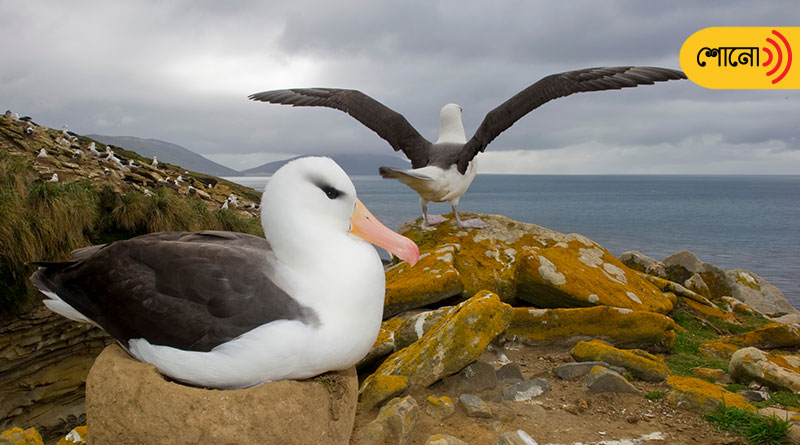 Divorce rates between Albatross are on the rise due to Climate change.