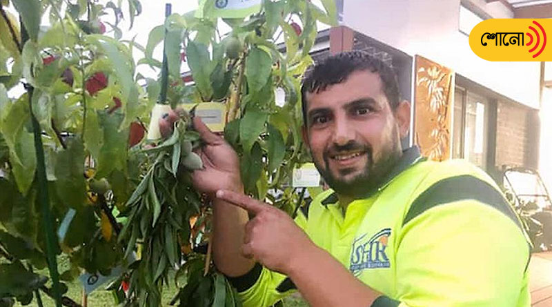 10 different kinds of fruits in one tree, gardener claims world record.