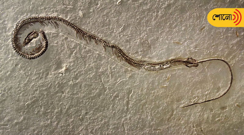 snake with four legs, a very unusual fossil, rocked paleontology.