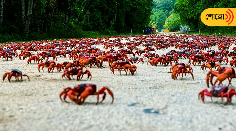 Millions of red crabs swarmed on roads and bridges on Australia’s Island.