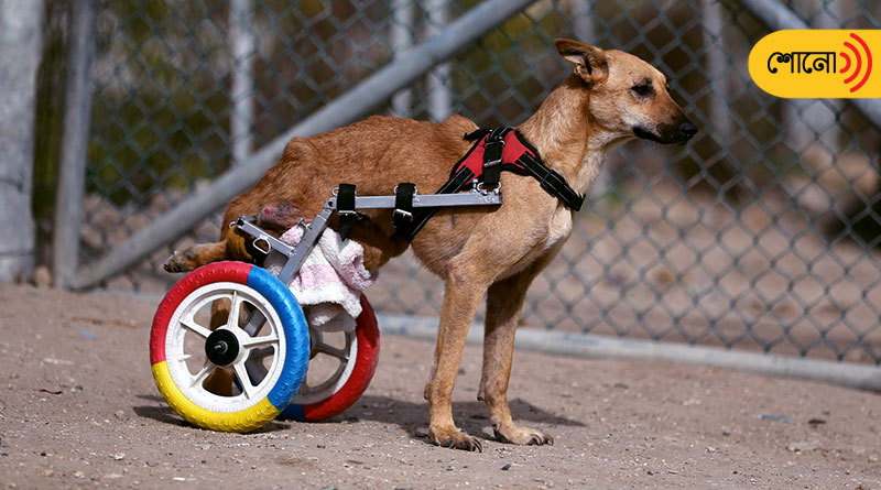 Animal shelter is using scrap to build mobility devices for disabled animals