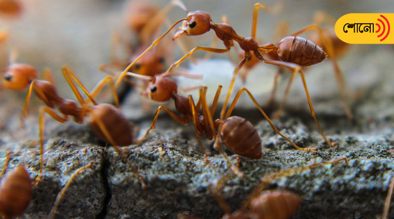Scientist claims that weigh of all the ants in the world, as much as all of the people's weigh