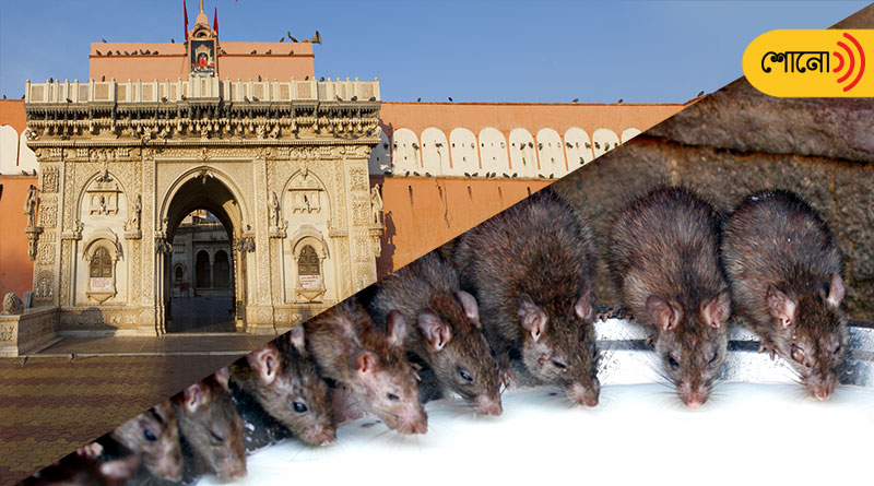 Know the story of karni mata temple, where rats are worshiped