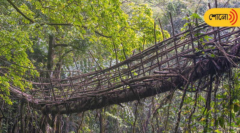 Living Root Bridges in Meghalaya, A natural marvel