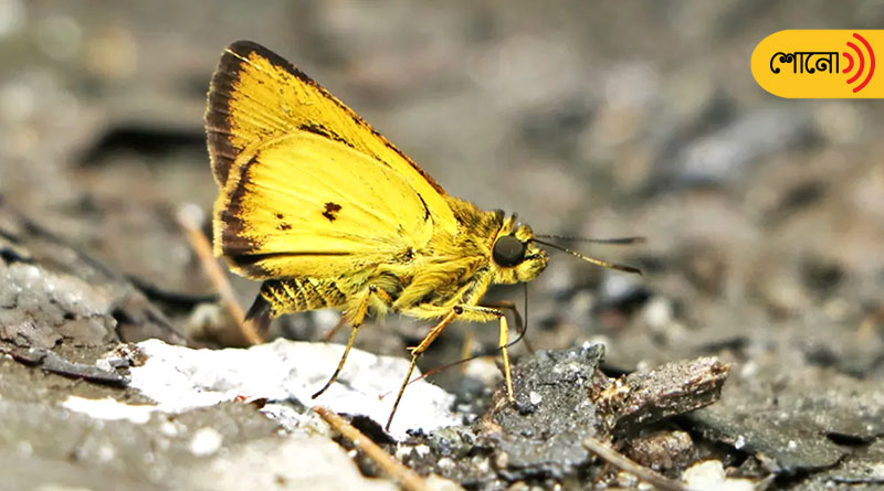A new species of butterfly is found in Sikkim