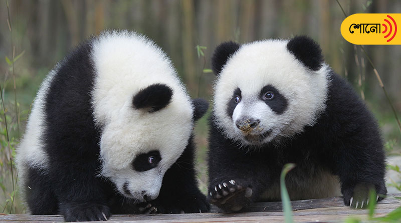 All the giant pandas in the world are possibly owned by China