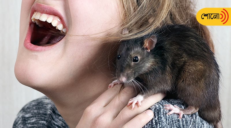 rat's bite causes corona in Taiwan