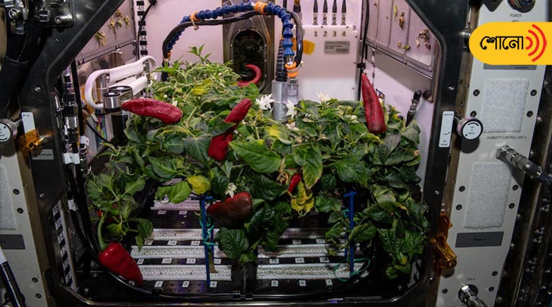 astronauts harvest chilly in space station