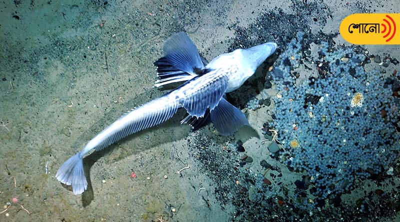 Icefish breeding colony discovered bottom of the Weddell Sea