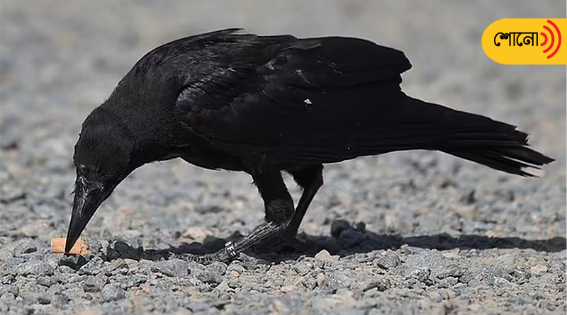 crows are being trained to clear cigarette filters from roads