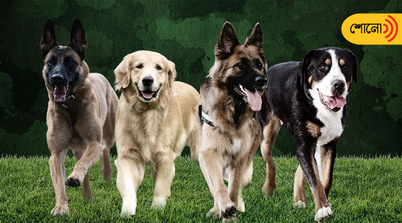 Exceptionally skilled dog breeds used by the Indian army