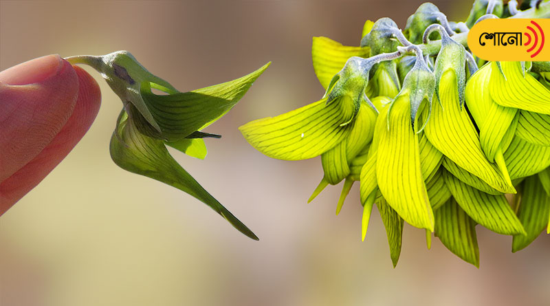 know more about the Green Bird Flower