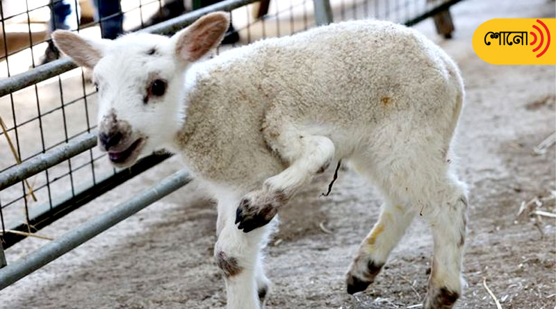 a five-legged lamb was born in a farmhouse