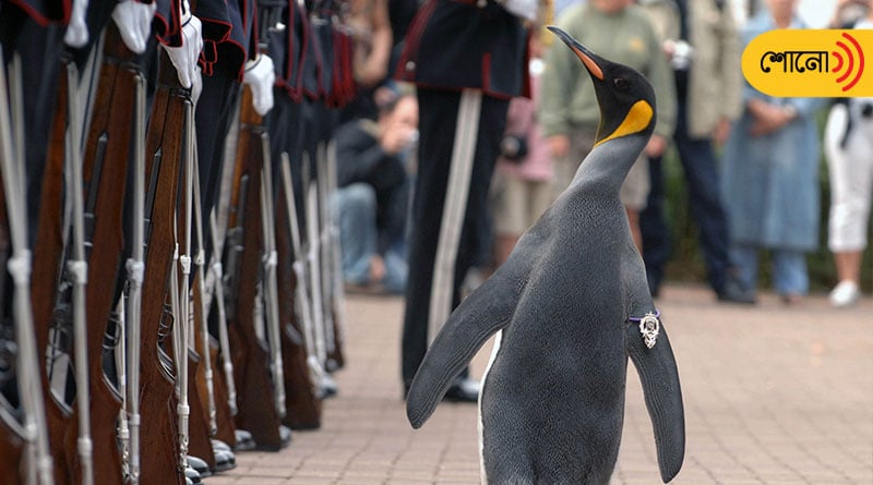 Penguine becomes an army officer