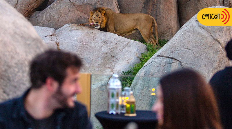 The 'iftar with lions' experience is being offered in a zoo