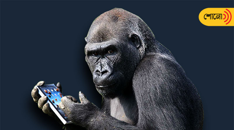 A gorilla Is Addicted To Smartphones