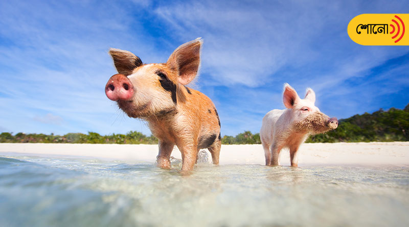 know more about the pig beach