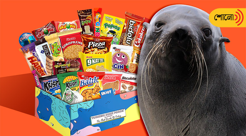 A seal is being sent to rehab for its over addiction to humans and junk food