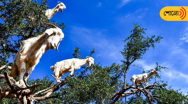 Why are goats in trees in Morocco?