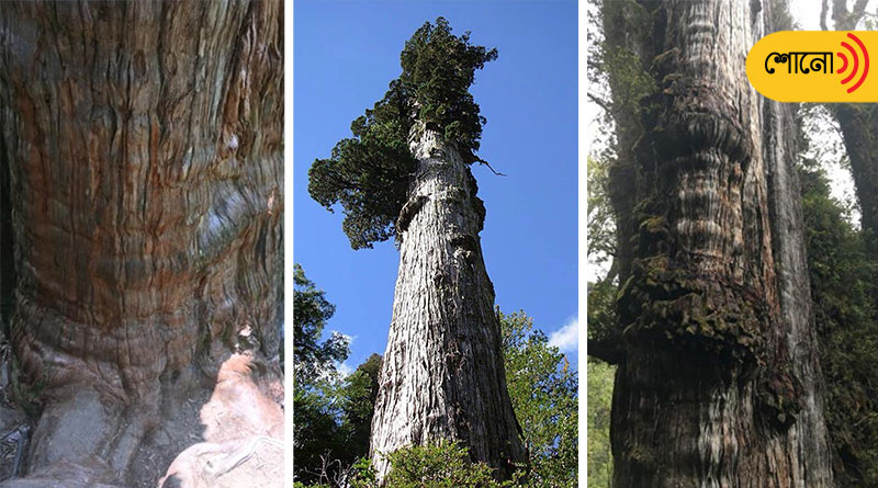 Chile might be the home of the world's oldest tree.