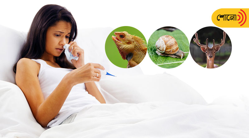 know about these weird fever remedies around the world