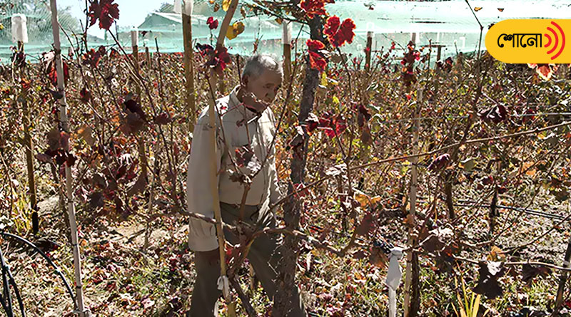 71 years old man farms grapes in an oasis in the driest desert of the world