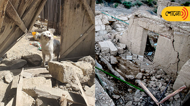 Afghanistan: Dog keeps coming back to destroyed house