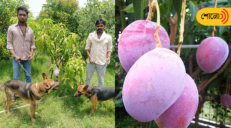 MP couple hired 4 guards, 6 dogs to protect expensive mangoes