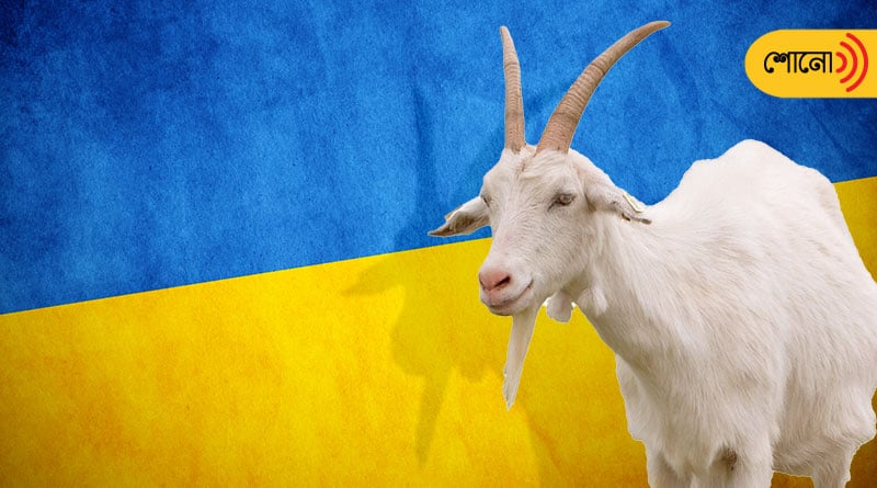 A Ukrainian goat has allegedly injured several Russian soldiers in the Zaporizhzhia
