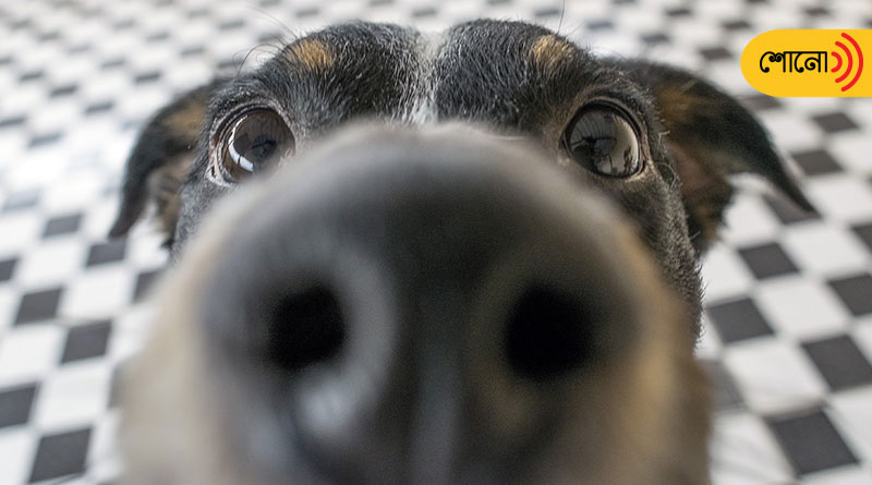 Dogs might actually be able to 'see' with their noses