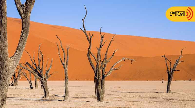 The beautiful dead trees in Namibia's desert