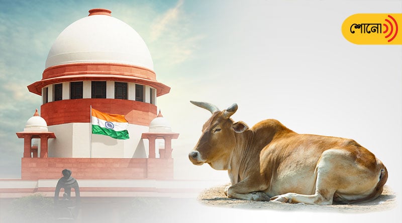 Supreme Court Scraps 'Cow As National Animal' Plea