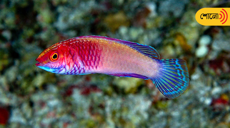 Stunning New Species of Fish with unique features Discovered
