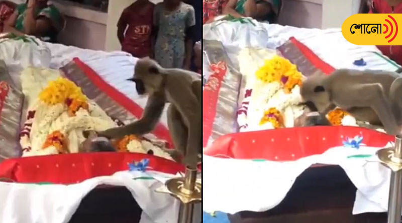 Monkey attends funeral of man who fed him
