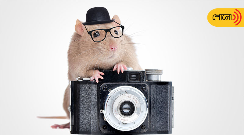 Rats with camera on backpacks could save the lives of earthquake survivors