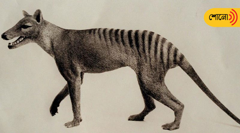 scientists are planning to resurrection of the Tasmanian tiger