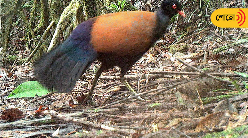 Scientists Rediscover Black-Naped Pheasant-Pigeon after140 Years