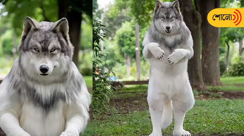man spends Rs 18 lakh to 'look like a real wolf'