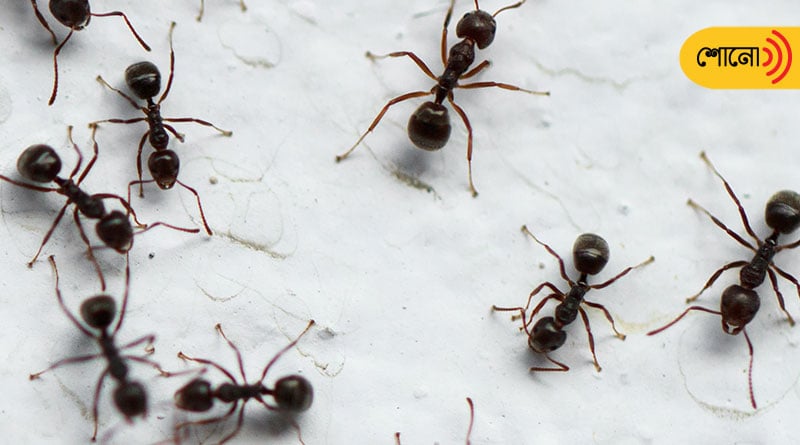 According to new research ants Can Detect Scent Of Cancer In Urine