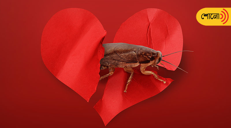 name a cockroach after your ex for Valentine’s Day, says Canada zoo