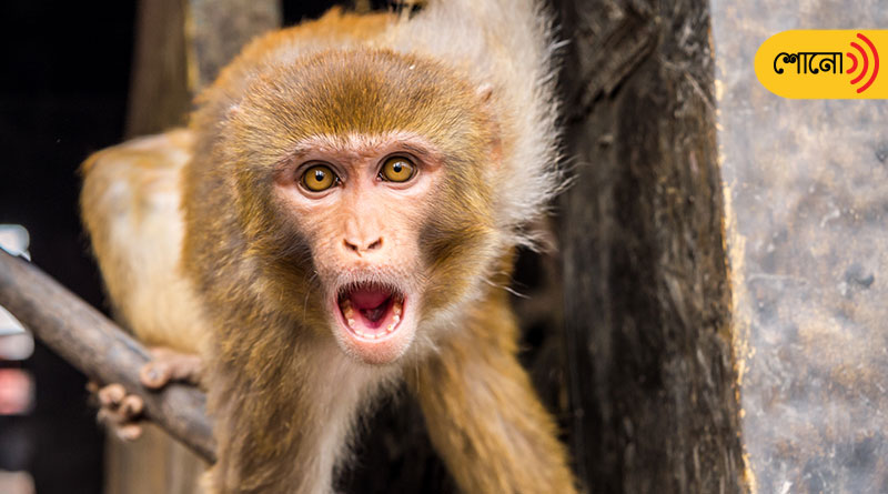 Maharashtra Man Falls Into 500-Feet Gorge While Taking Selfie With Monkeys