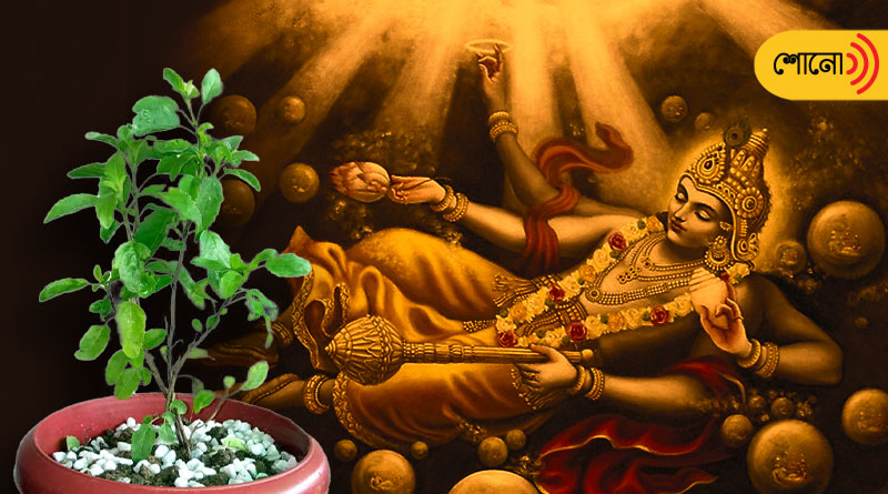why tulsi is used in Vishnu puja
