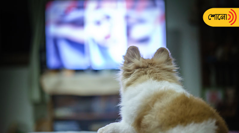 know the story of Dog who Loves watching News