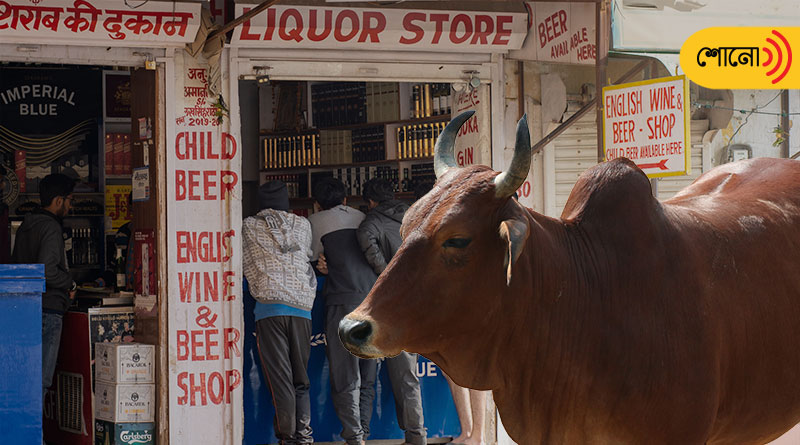 Uma Bharti Ties Stray Cows in Front of Liquor Shop in Madhya Pradesh
