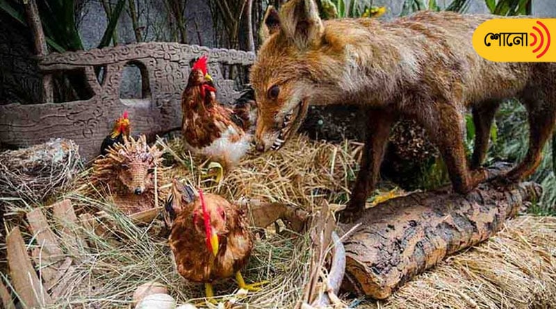 Man kept fox in poultry farm as a lucky charm