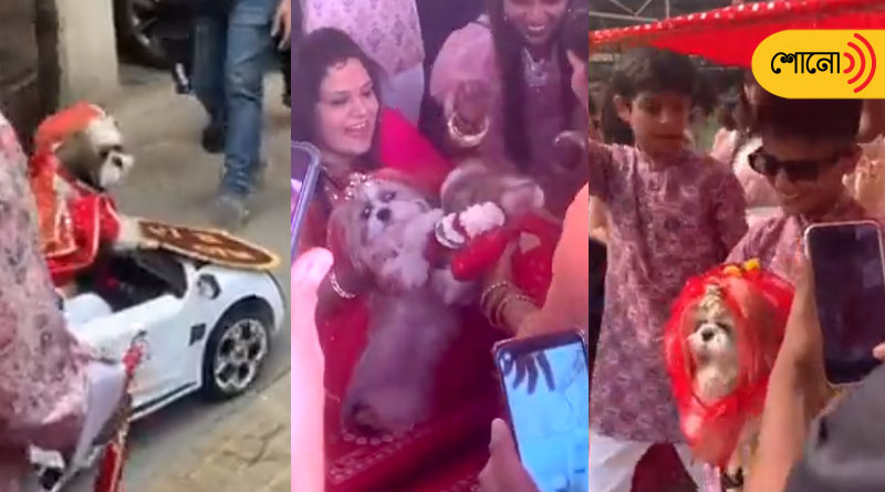 Family gets their dogs married in a grand wedding ceremony