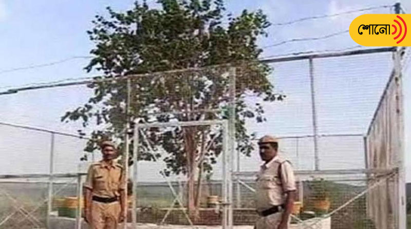 A tree in MP has a 24-hour armed guard