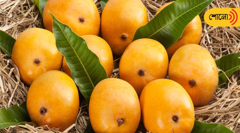 Seller announces EMI facility for buying Alfanso Mango