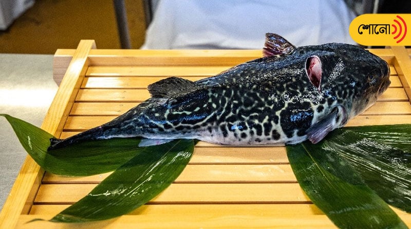 Woman dies after consuming this ‘poisonous’ fish